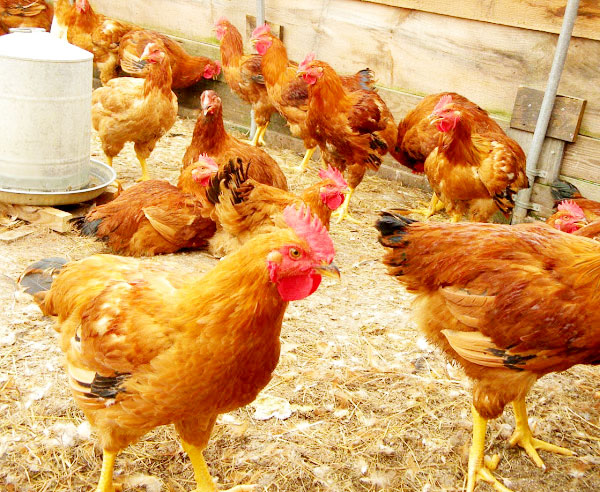 Conversion-Feeds-Tips-for-Growing-and-Expanding-Your-Poultry-Business