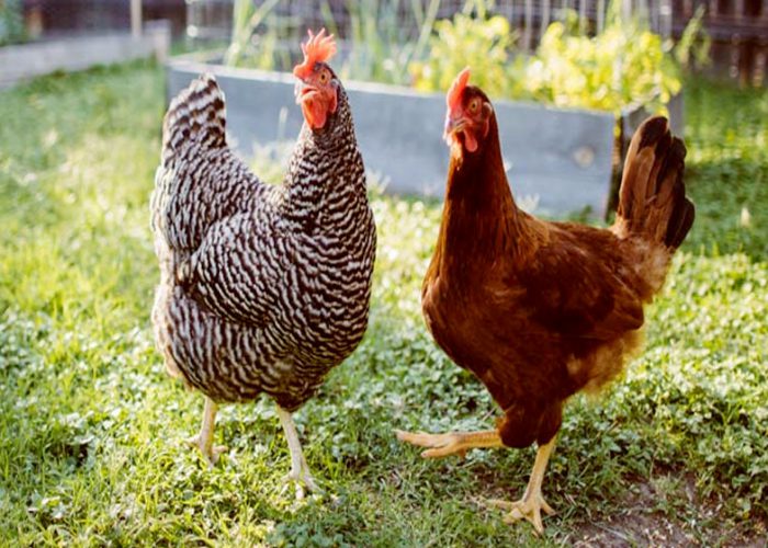 Running-a-Successful-Backyard-Poultry-Farm-in-Uganda