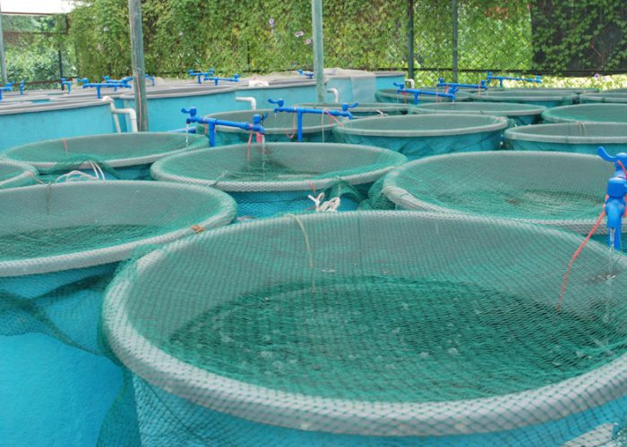 Starting-a-Small-Scale-Fish-Farm-in-Uganda