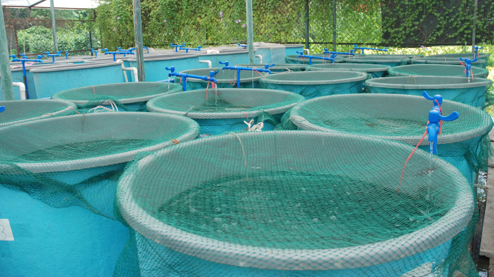 Starting-a-Small-Scale-Fish-Farm-in-Uganda