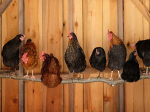 An example of a perch for chickens to roost