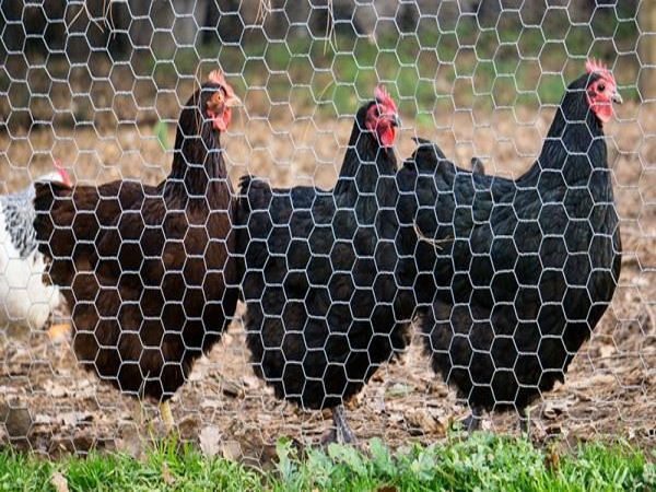 Fence For Protecting Chicken