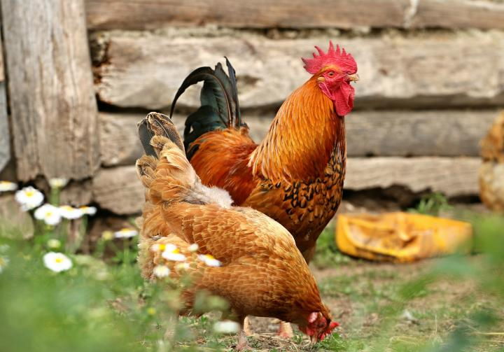 Handy Task Tips For Happy And Healthy Chicken