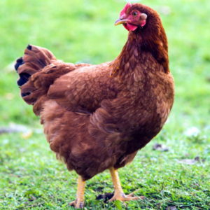 Rhode Island Red