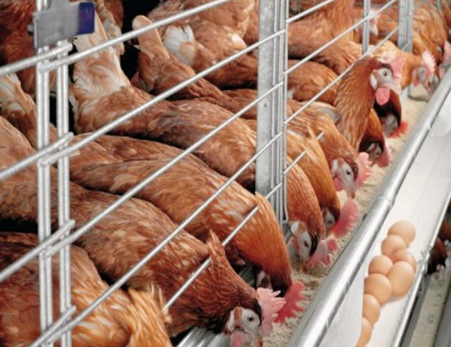 Running A Profitable Poultry Business