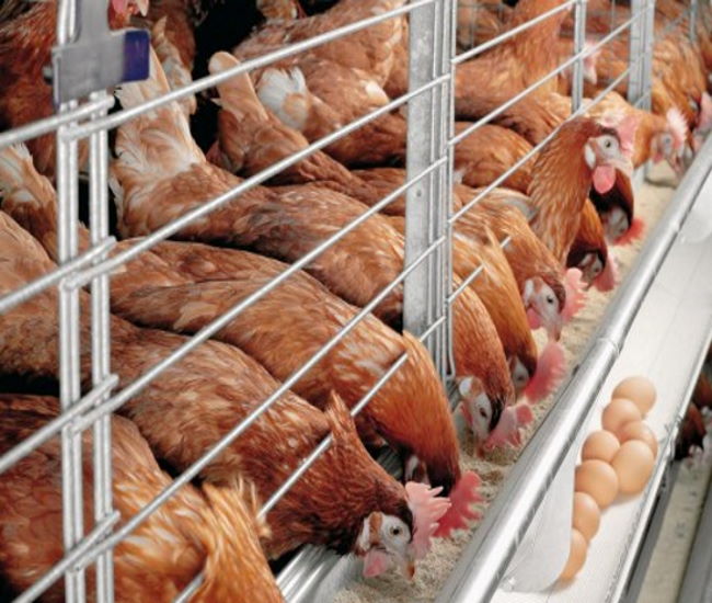 Running A Profitable Poultry Business